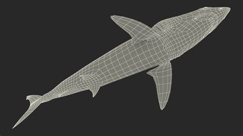 3D model Shortfin Mako or Isurus Oxyrinchus Shark | 3D Molier International