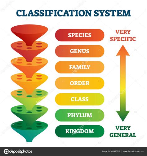 Image result for Classification System Flashcards