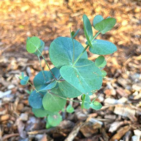 Eucalyptus Cinerea, Silver Dollar-Plant Seeds for Garden Planting ...