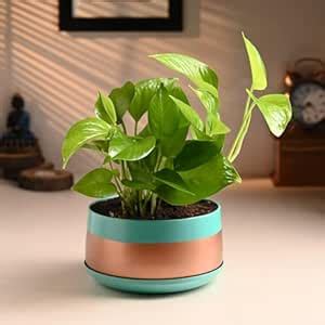 FlowerAura Air Purifying Live Indoor Money Plant In Trendy Metal Pot ...
