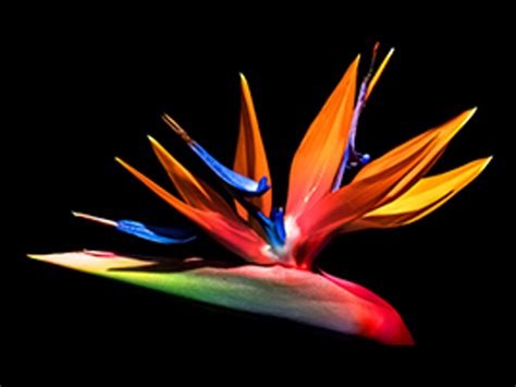 Press Release - HSBC Asset Management