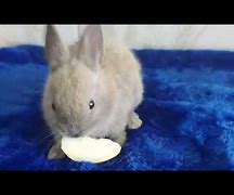 Image result for Baby Rabbit Calls