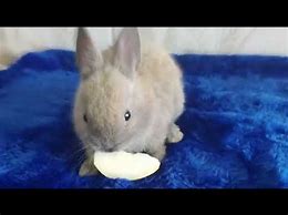 Image result for A Baby Rabbit in the Woods