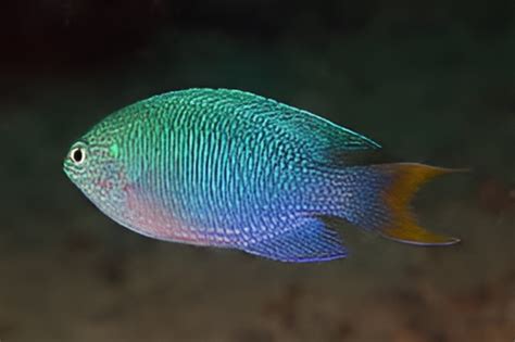 Damsels & Chromis – Chennai Marine Aquarium