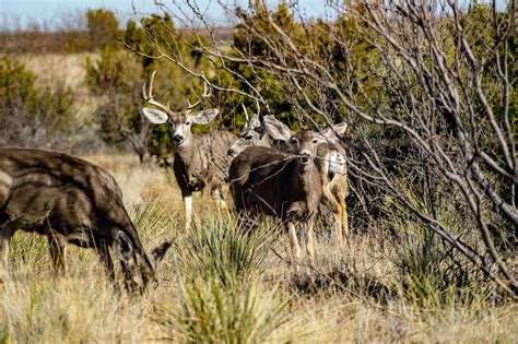Everything You Need to Know About Hunting Seasons in Texas