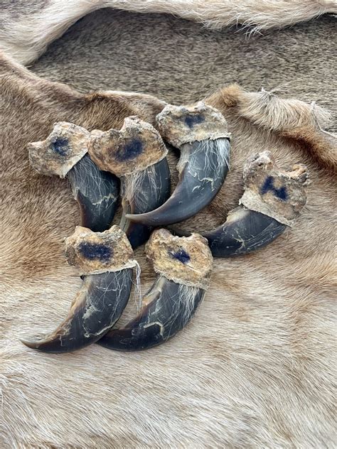 Real Polar Bear Claws for Sale - Shaman Amulets Store