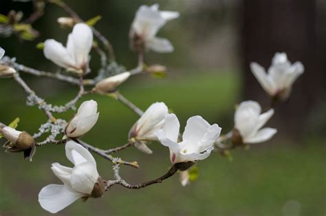 12 Popular Types of Magnolia Trees and Shrubs