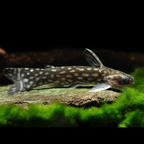 Buy Catfish Online For Your Aquarium | Best Collection – Best4Pets