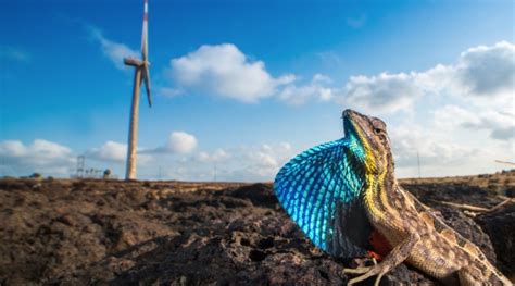 Lizards Of The Windmill Plateau | Nature inFocus
