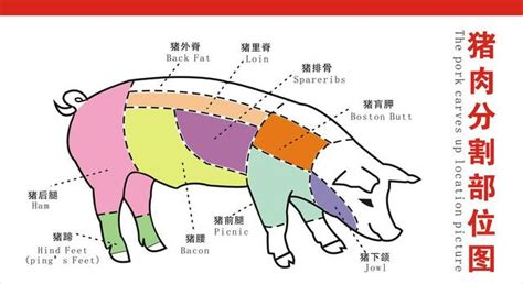 农村老话：猪身上有一块肉叫做“槽头肉”，最好不要吃，为什么？ - 每日头条