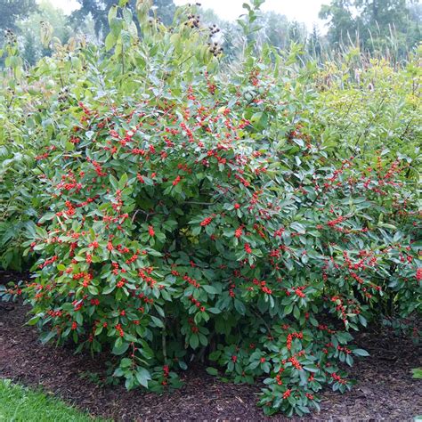 Berry Heavy Ilex | Spring Meadow - wholesale liners - Spring Meadow Nursery