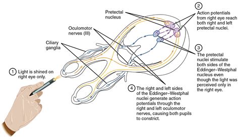 Pupillary light reflex... Afferent:2nd N... Efferent:3rd N... | Cranial ...
