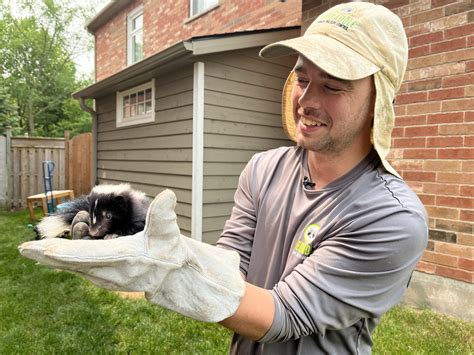 Understanding the Nocturnal Lifestyle of Skunks in Barrie