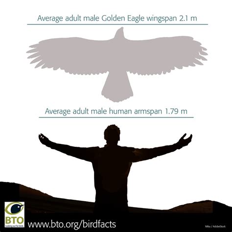 Golden Eagle Wingspan Size