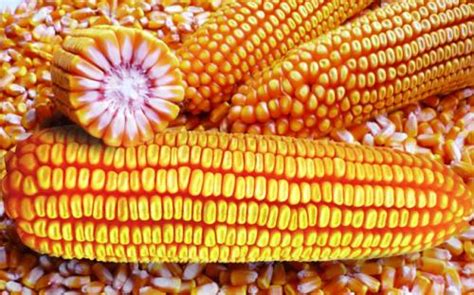 【草莓玉米是转基因的吗】这些神奇的玉米 真的不是你想象中转基因作物_第二人生