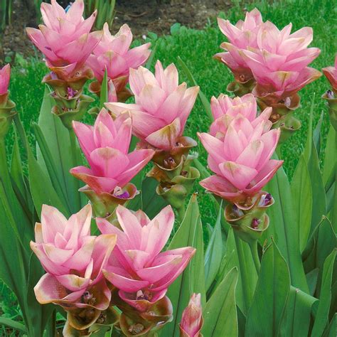 Image result for Curcuma Protocol Cancer