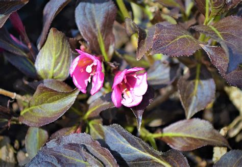 Dark Horse Weigela - Next Generation Landscape Nursery