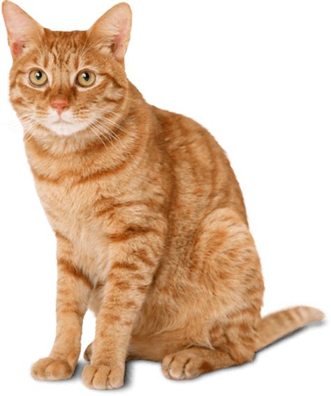 Image result for Cat Delete O2 Sensor