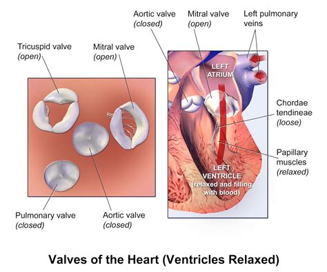 Left Atrioventricular Valve