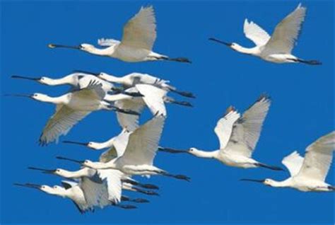 跨越22国的候鸟迁飞区该如何保护-国际环保在线
