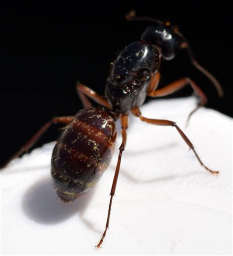 queen carpenter ant - Camponotus americanus - BugGuide.Net