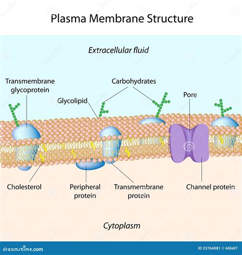 Plasma membrane stock vector. Illustration of lipid, head - 23764081