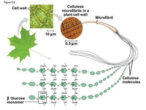 Carbohydrates Cellulose Function at Numbers Mcleod blog