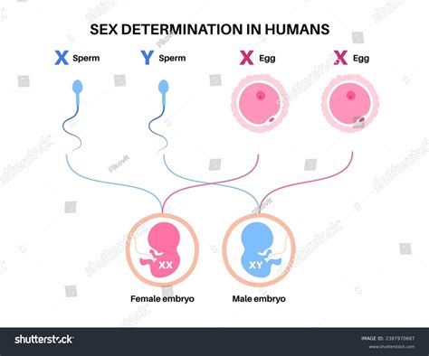 Sex Determination Humans Development Sexual Characteristics Stock Vector (Royalty Free ...