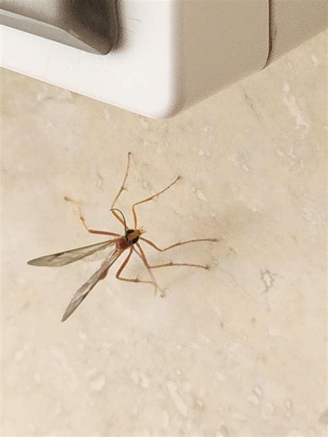 Guatemala city, Guatemala. found him flying around. didn't kill him ...