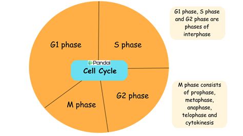 Cell Cycle and Mitosis