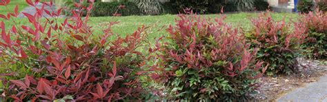 Low Maintenance Landscape Shrub Southern Living 'Obsession' - 2 Gallon ...