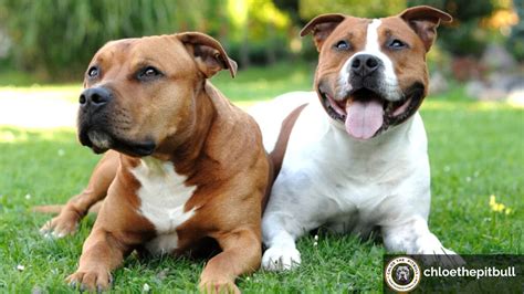 What Is the Average Pitbull Weight? Pitbull Size Guide