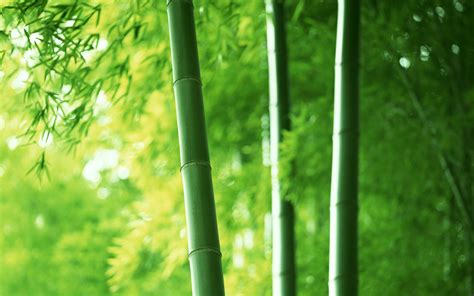 壁纸1920×1200竹林深处 青葱世界 竹子图片壁纸 Desktop Wallpaper of bamboos pictures壁纸,竹林 ...