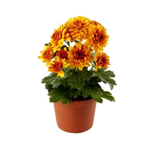 Buy Shevanti Orange Plant - Chrysanthemum Plant online at best price