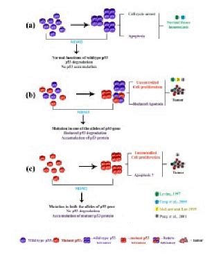 Functional Modulation of the P53 Gene and its Protein in Human Brain ...