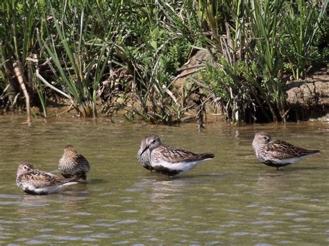 Butterflies and Birds | Meer