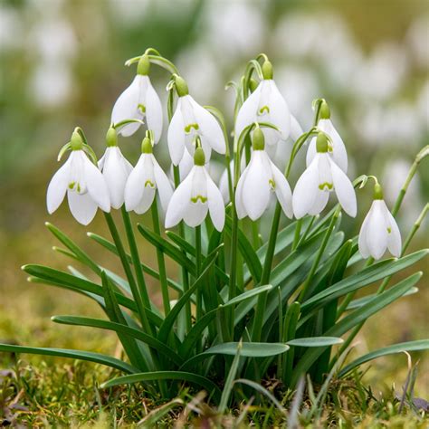 Image result for snowdrops