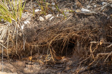 Earth Dirt 的图像结果