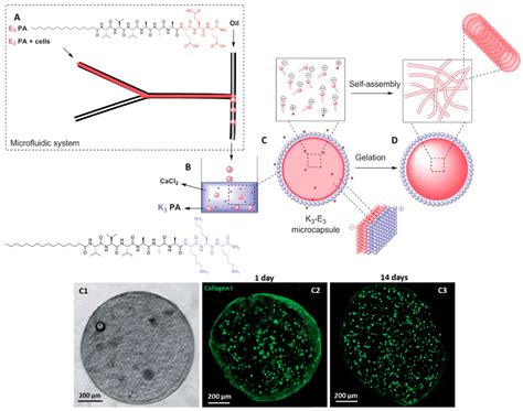 Advancement of Peptide Nanobiotechnology via Emerging Microfluidic ...