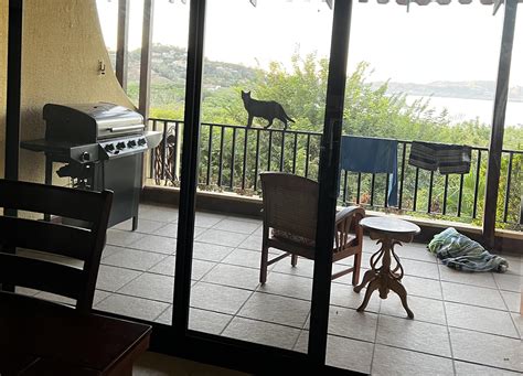 Buenos días, señora : r/CatsBeingCats