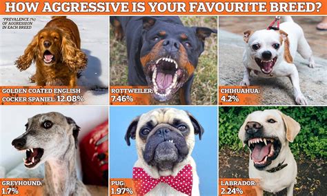 Rare Aggressive Dog Breeds at Jack Waller blog