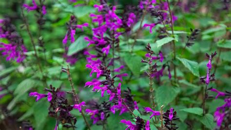 Salvia Gardening Australia | Fasci Garden