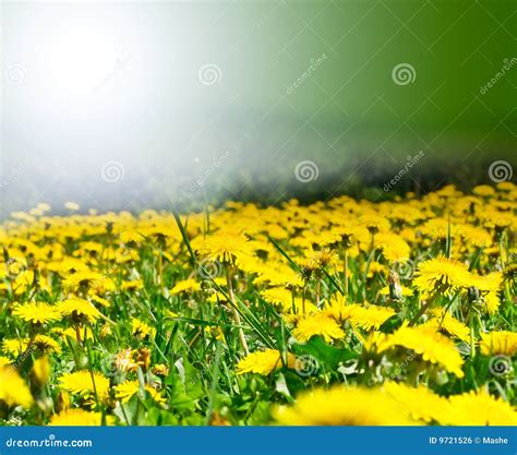 Field of dandelions stock photo. Image of scenics, green - 9721526