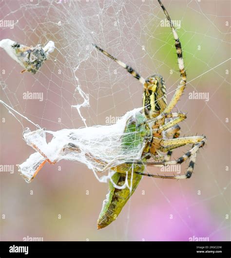 Close up of a tiger spider catching a grasshopper Stock Photo - Alamy