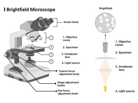 Image result for Using Light Microscope