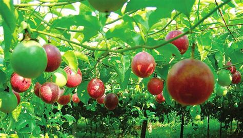 自家阳台种植百香果，吃自然成熟的果子才纯甜哦_腾讯新闻