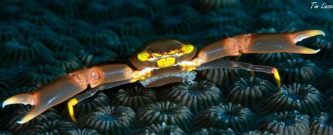 Bildergebnis für crab+while+pregnant