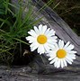 Image result for Daisy Flowers Screensavers