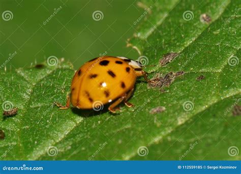 Macro of a Small Caucasian Yellow Ladybug on a Leaf Stock Image - Image ...
