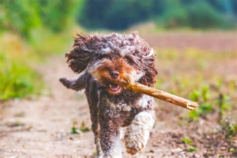 Image result for Lina Mini Cockapoo